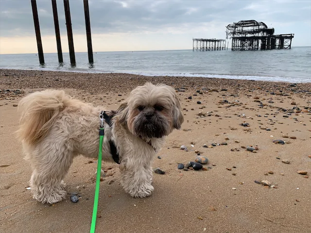 Dog on beach standing in front of the West Pier