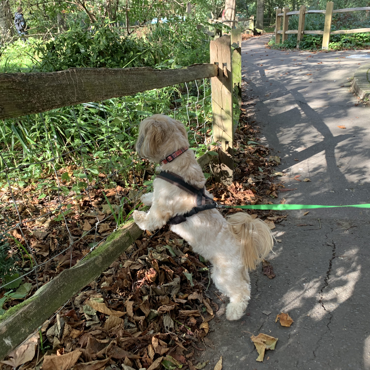 A dog looking for squirrels in St Anns Well gardens