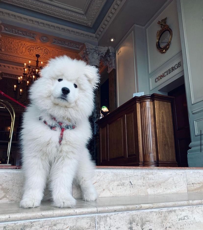 A fluffy white dog in The Grand Hotel