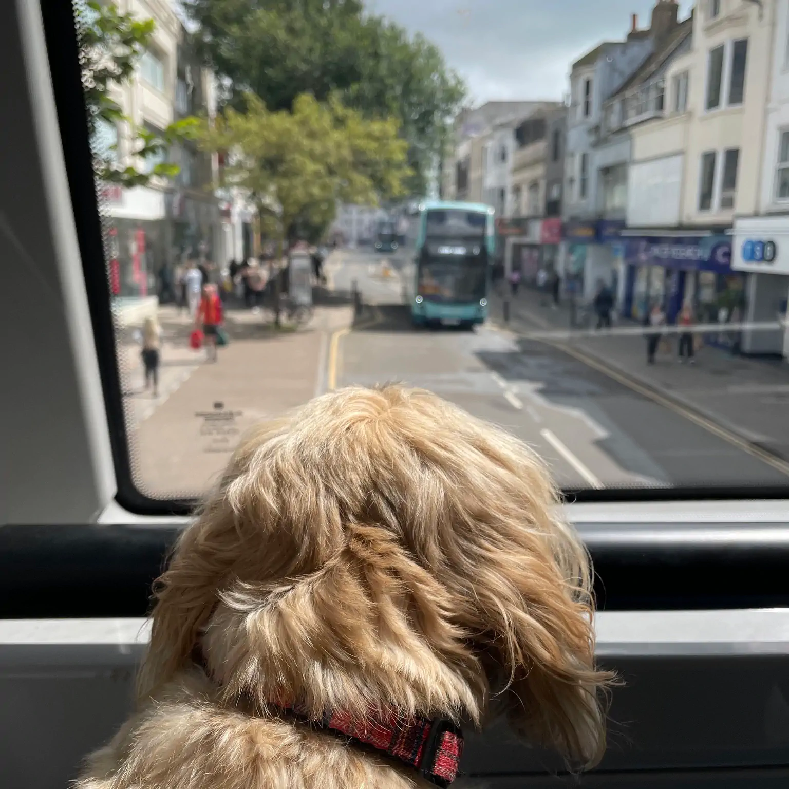 A dog looking out of the back window on the top deck of a Brighton bus down Western Road